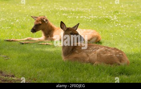 Newborn Elk Fawn Calf Yearling Wild Animal Wildlife Stock Photo