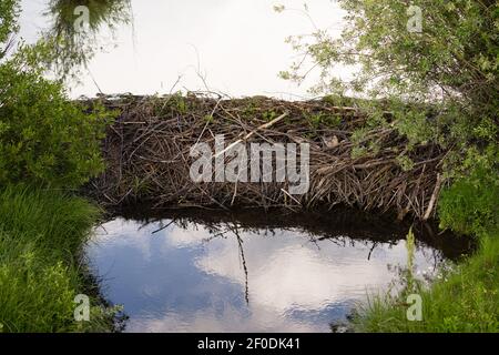 Beaver Dam Wild Animal Lodge Lake Rocky Mountains Stock Photo