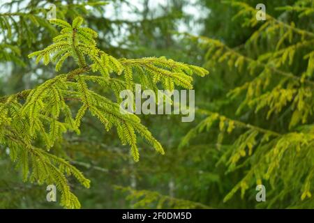 spring spruce branches wet after rain. drops hanging on the needles. bright green color, background Stock Photo