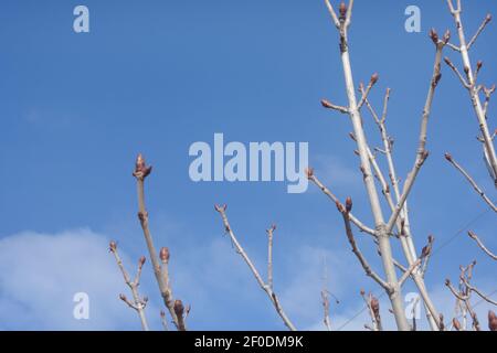 Spring background. Branches of tree with buds on background of blue sky. Blurred background, selective focus. Stock Photo