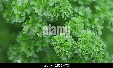 close up of green curly parsley leaf, fresh herbs background Stock Photo