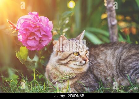 Portrait of a cat outdoors near peony flower. Cat lying in the summer garden Stock Photo