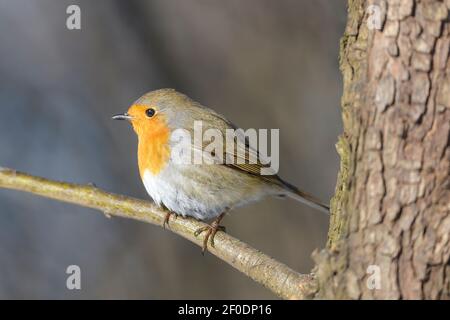 European robin, robin or robin redbreast - Erithacus rubecula, foraging in its natural habitat Stock Photo