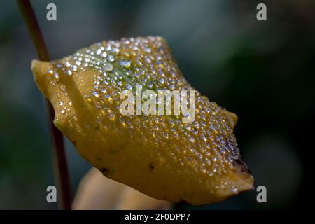 Drops of water on the orange-yellow leaf of the tree. The freshness after the rain. Stock Photo