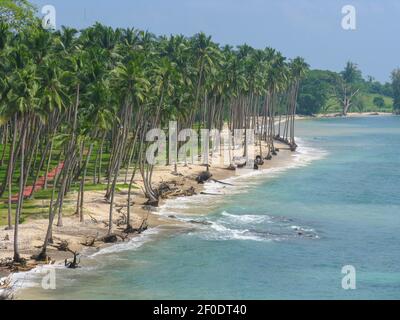 A view from above of Coconut trees in a row along the sandy beach with waves crashing on the shore at port blair Stock Photo