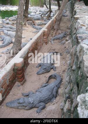 Selective focus image of many crocodiles relaxing on sand and water inside an enclosure Stock Photo