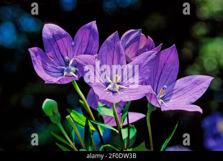 Campanula portenschlagiana, the wall bellflower, is a species of flowering plant in the family Campanulaceae, native to the Dalmatian Mountains in Cro Stock Photo
