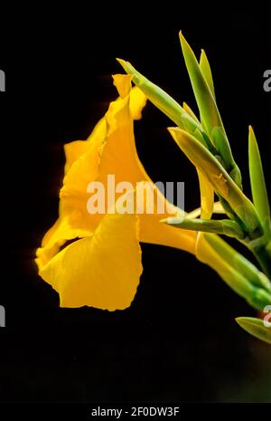 Canna or canna lily is the only genus of flowering plants in the family Cannaceae, consisting of 10 species Stock Photo