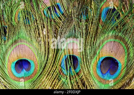 Peacock tail feathers. Colorful feathers in tail with eye. Close-up isolated on white background. Stock Photo