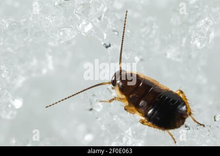 Lesser forest cockroach (Ectobius sylvestris Stock Photo - Alamy