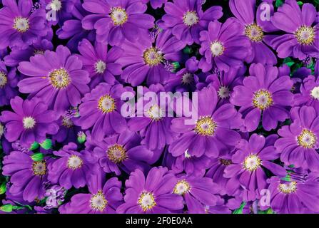 Cineraria is a genus of flowering plants in the sunflower family, native primarily to southern Africa with a few species farther north. Stock Photo