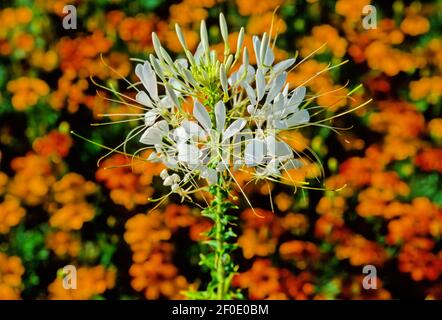 Cleome is a genus of flowering plants in the family Cleomaceae, commonly known as spider flowers, spider plants, spider weeds, or bee plants. Stock Photo