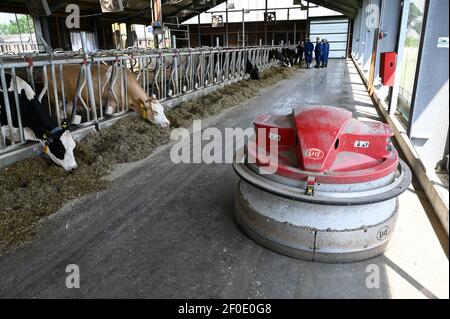 GERMANY, Echem, smart dairy cow milk farm, digitalization of agriculture, milk cows in stable, cows wearing collar with sensor and reporting chips for data analysis and robot milking, fodder slider robot LELY JUNO, silage and concentrated animal feed with soybean Stock Photo