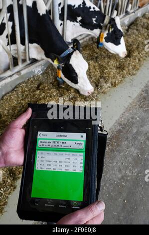 GERMANY, Echem, smart dairy cow milk farm, digitalization of agriculture, cows wearing collar with sensor and reporting chips for robot milking, data collection with tablet , fodder silage and concentrated animal feed with soybean Stock Photo