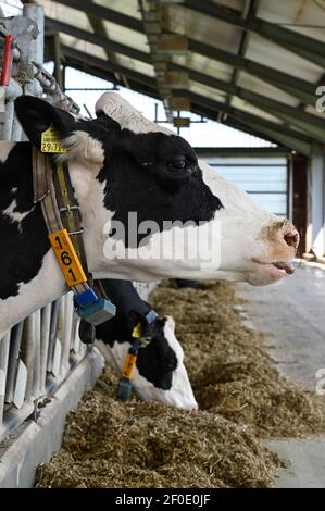 GERMANY, Echem, smart dairy cow milk farm, digitalization of agriculture, milk cows in stable, cows wearing collar with sensor and reporting chips for robot milking, fodder silage and concentrated animal feed with soybean Stock Photo
