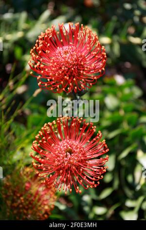 Red Pincushion Proteas, Leucospemum Cordifolium, Kirstenbosch National ...