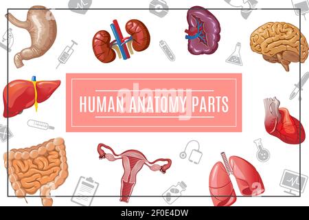 Cartoon human body organs concept with liver kidneys lungs brain heart stomach intestine female reproductive system and medical icons vector illustrat Stock Vector