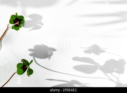 Green clover leaves on white watercolor paper background Stock Photo