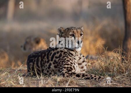 Portrait of a King Cheetah, photographed on a safari in Kruger Park, South Africa Stock Photo