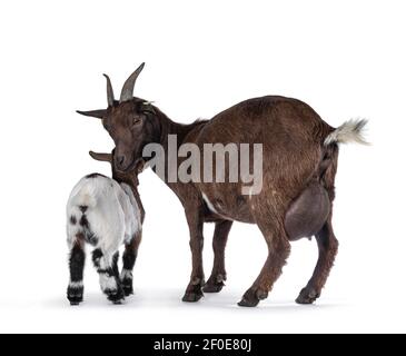 Norsing mother goat with baby, standing with behind towards camera showing full udder. Looking to camera. Isolated on white background. Stock Photo