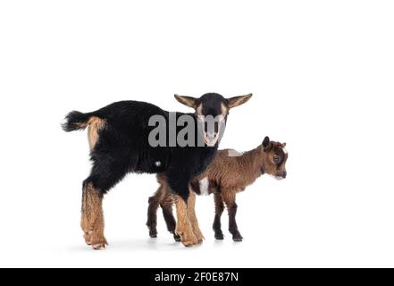 Two cute little goats standing together. Isolated on white background. Stock Photo