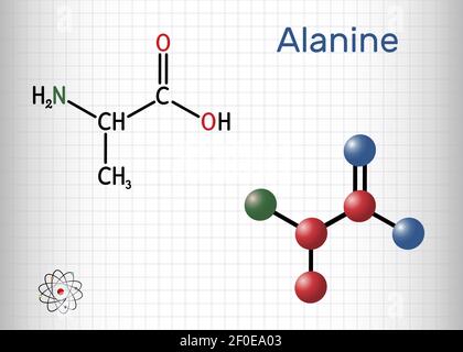 Alanine, L-alanine, Ala, A molecule. It is non-essential amino acid. Structural chemical formula and molecule model. Sheet of paper in a cage. Vector Stock Vector
