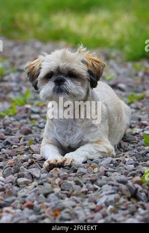A Small Shih Tzu Dog lying on a gravel path posing for the camera. Stock Photo