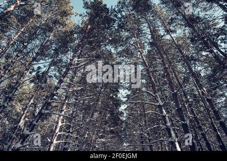 Winter pine forest against blue sky, tall trees covered with snow, beautiful nature. Stock Photo