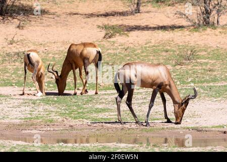 Red Hartebeest (Alcelaphus buselaphus / caama) drinking at waterhole, Kgalagadi Transfrontier Park, Kalahari, Northern Cape, South Africa Stock Photo