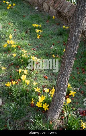 Sternbergia lutea, the winter daffodil, autumn daffodil, fall daffodil, lily-of-the-field, or yellow autumn crocus Stock Photo