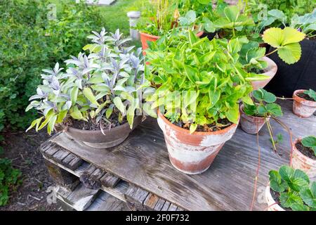 Salvia in pots on pallet wood Culinary herbs Plants in the allotment garden growing herbs Permaculture garden Stock Photo