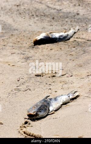 09 May 2010. Waveland, Mississippi USA. Two dead catfish make
