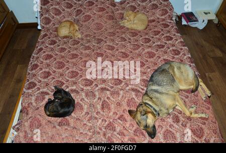 A dog and three cats, sleeping  on a bed, having some "social" distance Stock Photo