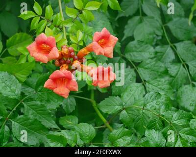 Plant with stems that take root, Campsis radicans flowering with big orange flowers,  common names: trumpet creeper, or cow itch vine, or hummingbird Stock Photo