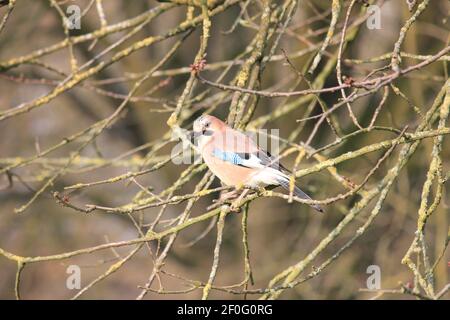 Eurasian Jay in citypark Staddijk in Nijmegen, the Netherlands Stock Photo