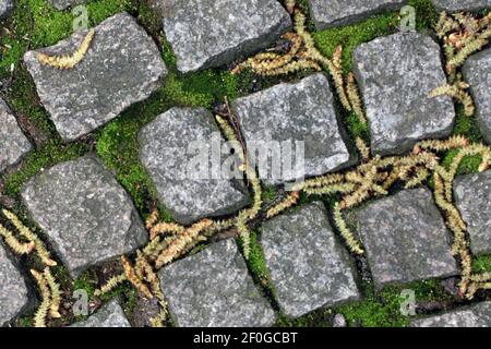 Cobble stones with catkins and moss Stock Photo
