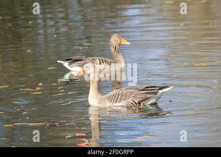 Greylag goose in citypark Staddijk Stock Photo