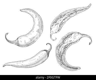 Half and whole pepper chilli. Vintage hatching gray monochrome illustration. Isolated on white background. Hand drawn design Stock Photo