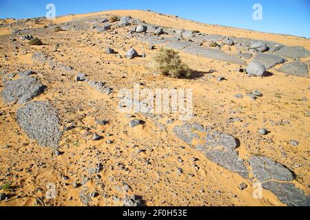 Bush  old fossil in  the desert Stock Photo