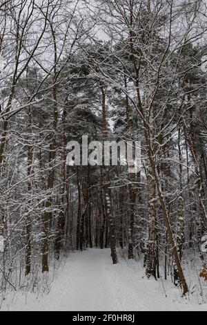 Winter in the forest, path and trees covered with snow on bleak, gloomy day Stock Photo