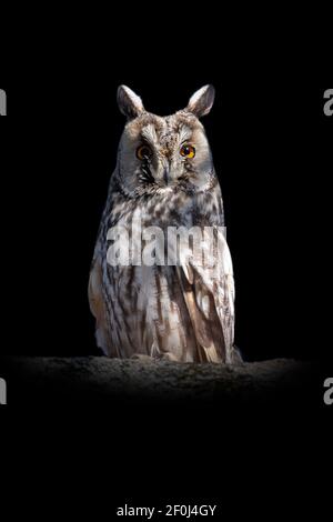 Close young owl sit in a tree and looking on the the camera on black background Stock Photo