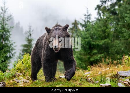 Wild adult Brown Bear (Ursus Arctos) in the mountain summer forest Stock Photo