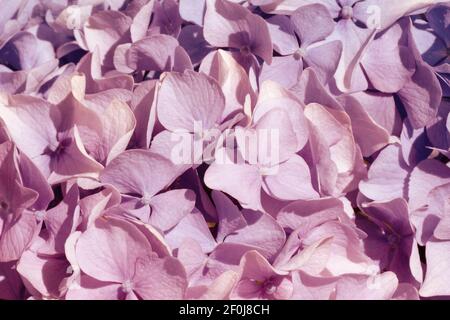 Pink hydrangea Fine Art Floral Natural Textures. Portrait Photo Textures. Digital Studio Background, Best for cute family photos, atmospheric newborn Stock Photo