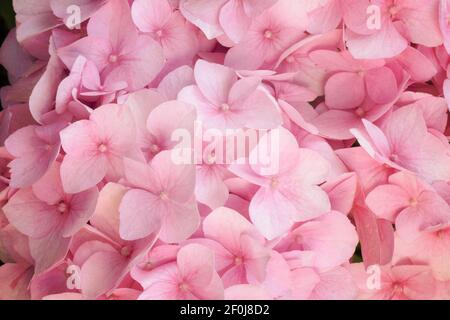 Pink hydrangea Fine Art Floral Natural Textures. Portrait Photo Textures. Digital Studio Background, Best for cute family photos, atmospheric newborn Stock Photo