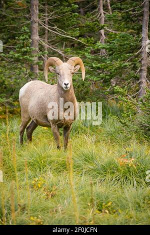 Healthy Male Ram Bighorn Sheep Wild Animal Montana Wildlife Stock Photo