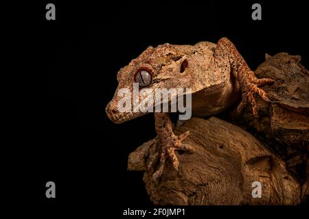 Gargoyle Gecko (Rhacodactylus auriculatus) Stock Photo