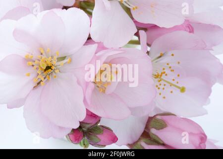 Close-up of pink and white Japanese cherry blossoms Stock Photo