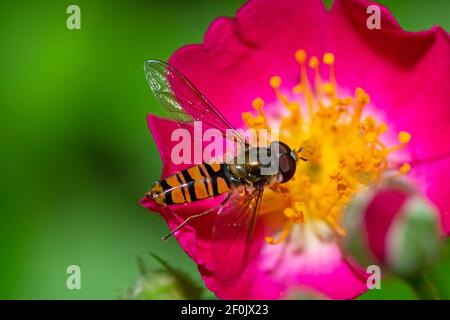 Macro of a hoverfly on a pink rose blossom Stock Photo