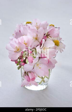 Japanese cherry and daisies in a small round transparent vase Stock Photo