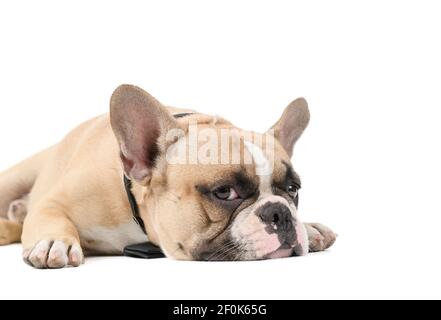 an anorexic french bulldog lying on a white background, health dog concept Stock Photo